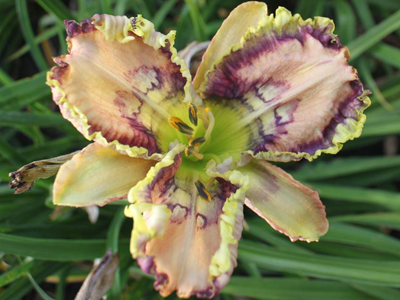 SHAKE RATTLE AND ROLL 